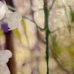 Diptych artwork of orchids