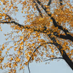 Painting of a tree with fall foliage