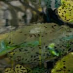 Mixed media artwork of waterlilies