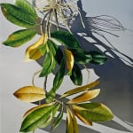 Painting of a magnolia plant