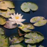 Image of white flower with lilypads