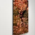 Mixed media artwork of cherry blossoms