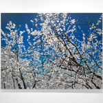 Landscape oil painting of large cherry blossom tree before deep blue sky on canvas
