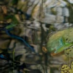 Mixed media artwork of waterlilies
