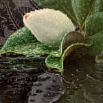 hyper-realistic painting of a single magnolia blossom that has fallen onto a reflective ground. Water droplets and small puddles reflect the flower.