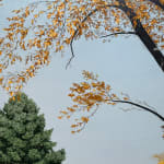 Painting of a tree with fall foliage