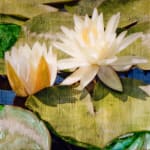 Image of two flowers and lily pads