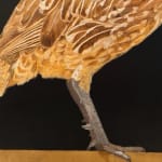 Painting of an African ground bird