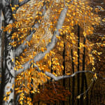 Painting of a tree with fall foliage