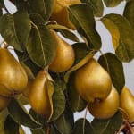 Pears hanging from leaved branches