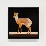 Painting of a small African antelope