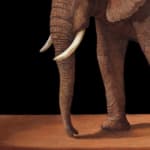 Oil painting of young African elephant isolated on panel
