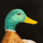 Painting of a mallard duck