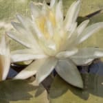 Image of two flowers and lily pads