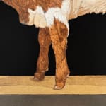 Painting of a Texas longhorn