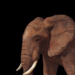 Oil painting of young African elephant isolated on panel