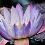 Purple Lotus Blossom in water with leaves