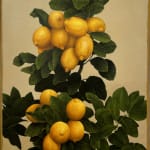 Lemons growing from dark green leaves