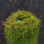Painting of a moss nest with blue egg in it