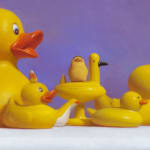Detail of different rubber ducks