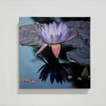 Purple Lotus Blossom in water with leaves