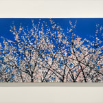 Painting of cherry blossoms