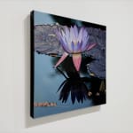 Purple Lotus Blossom in water with leaves