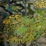 Mixed media artwork of waterlilies