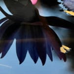 Purple Lotus Blossom in water with leaves