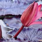 Mixed media artwork of waterlilies and flowers
