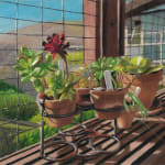 Cacti in pots on window ledge