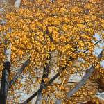 Painting of a tree with fall foliage