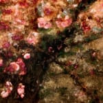 Mixed media artwork of cherry blossoms