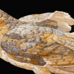 Painting of a brown owl on a ledge