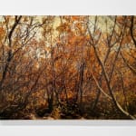 Mixed media work of dense woods in fall