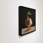 Painting of a mallard duck