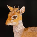Painting of a small African antelope