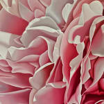 Steve Foster, Peach Melba , 2023