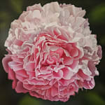Steve Foster, Peach Melba , 2023
