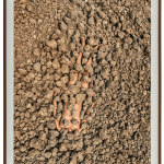 Madhu Das, The Act XXX