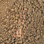 Madhu Das, The Act XXX