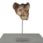Ronceval, Small Lioness (Light Brown)