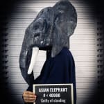 Maryam Yusifaliyeva, Vegetation , 2023