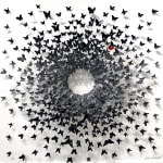 Joel Amit, Yin Yang