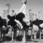 Norman Parkinson, Wenda and Ostriches, 1951