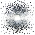 Joel Amit, Yin Yang