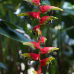 Gerard_Byrne_Lobster_Claw_contemporary_impressionism_Heliconia_Walk_Singapore_Botanic_Gardens