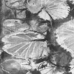 Gerard-Byrne-Botanical_Greens-Singapore-Botanic-Gardens-charcoalogy-exhibition-art-gallery-dublin-ireland-drawing-detail