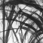 Gerard-Byrne-Potted-Plants-National-Botanic-Gardens-of-Ireland-charcoalogy-exhibition-art-gallery-dublin-ireland-drawing-detail
