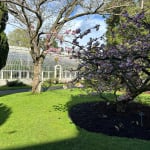 Gerard_Byrne_irish_modern_impressionist_In_Harmony_cherry_blossom_National_Botanic_Gardens_of_Ireland